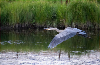 K4225519-Great Blue Heron.jpg