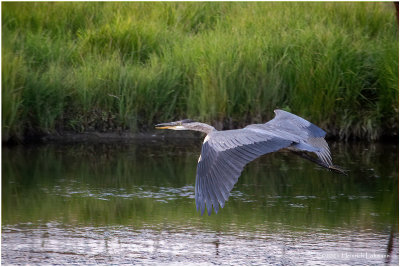 K4225520-Great Blue Heron.jpg