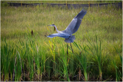 K4225522-Great Blue Heron.jpg