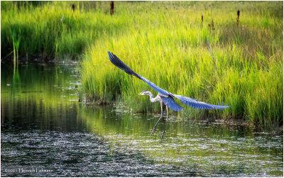 K4225524-Great Blue Heron.jpg