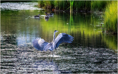 K4225528-Great Blue Heron.jpg