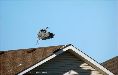 K4225697-Great Bluue Heron.jpg