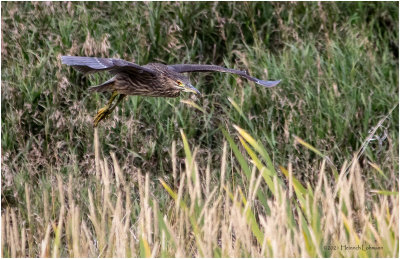 K3306025-Black-crowned Night Heron-juvenile.jpg