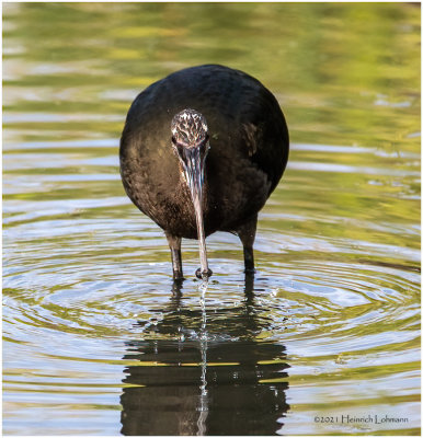 K3306056-White-Faced Ibis-juvenile.jpg