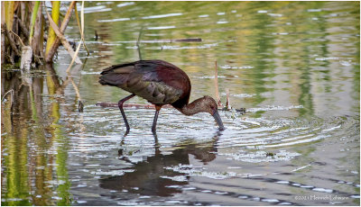 K3306214-White-Faced Ibis-juvenile.jpg