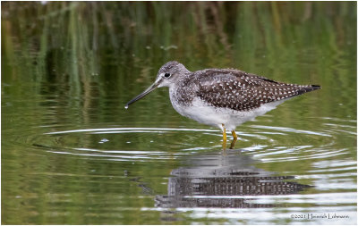 K3306359-Greater Yellowlegs.jpg