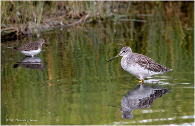 K3306367-Greater Yellowlegs.jpg