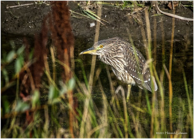 K4225921-Black-Crowned Night Heron-juvenile.jpg