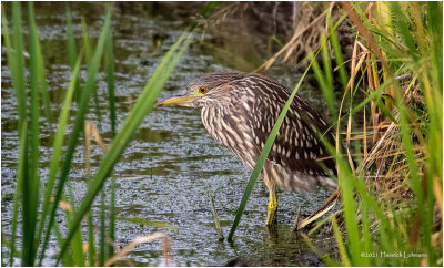 K4226017-Black-Crowned Night Heron-juvenile.jpg