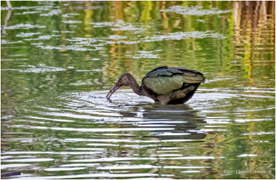 K4226025-Whie-Faced Ibis-juvenile.jpg
