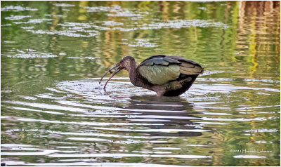 K4226026-White-Faced Ibis-juvenile.jpg