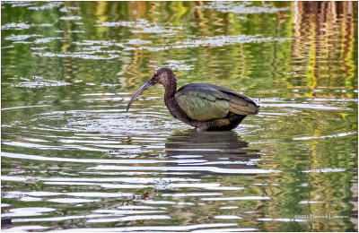 K4226027-White-Faced Ibis-juvenile.jpg