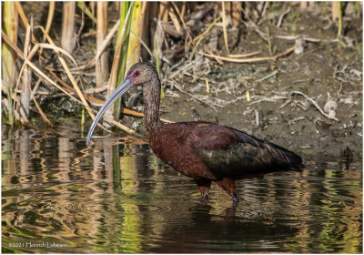 K3306004-White-Faced Ibis-juvenile.jpg