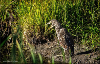 K4225868-Blck-Crowed Night Heron-juvenile.jpg