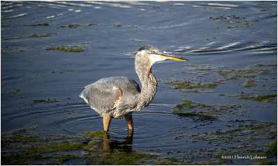 K4225897-Great Blue Heron-juvenile.jpg