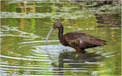 K4225950-White-Faced Ibis-juvenile.jpg