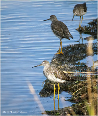 K4226045-Greater Yellowlegs.jpg