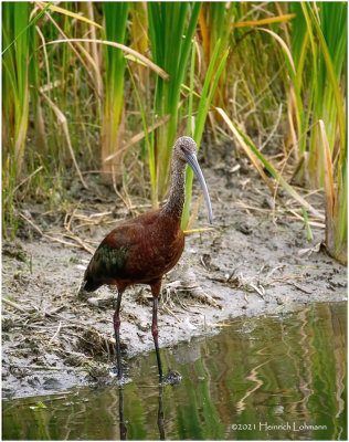 K4226073-White-Faced Ibis-juvenile.jpg