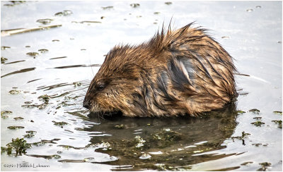 K4226108-Muskrat.jpg