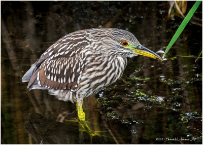 K4226161-Black-Crowned Night Heron-juvenile.jpg