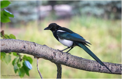 K4226229-Black-billed Magpie.jpg