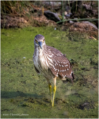 K4226233-Black-Crowned Night Heron-juvenile.jpg