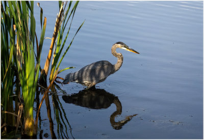 K4226242-Great Blue Heron.jpg