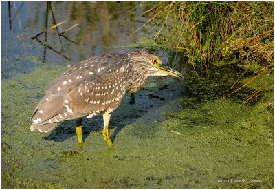 K4226265-Black-Crowened Night Heron-juvenile.jpg