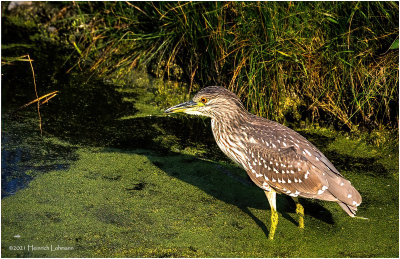 K4226267-Black-Crowned Night Heron-juvenile.jpg