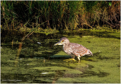 K4226274-Black-Black-Crowned Night Heron-juvenile.jpg