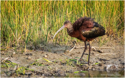 K4226350-White-Faced Ibis-juvenile.jpg