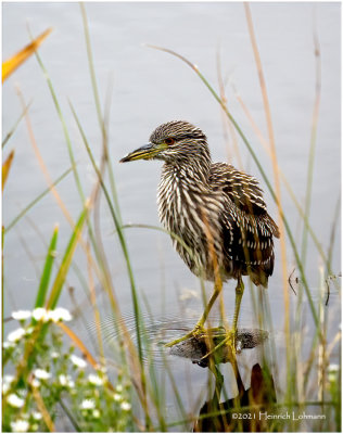 K4226437-Black-Crowned Night Heron-juvenile.jpg