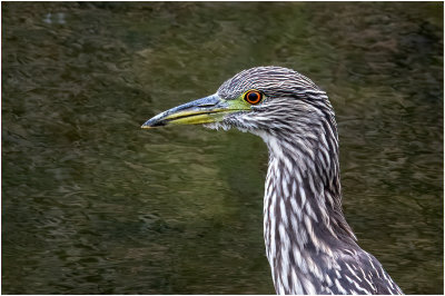 K4226411-Black-Crowned Night Heron-juvenile.jpg