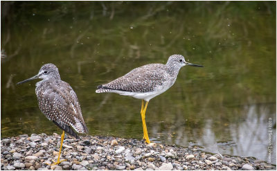 K4226518-Greater Yellowlegs.jpg