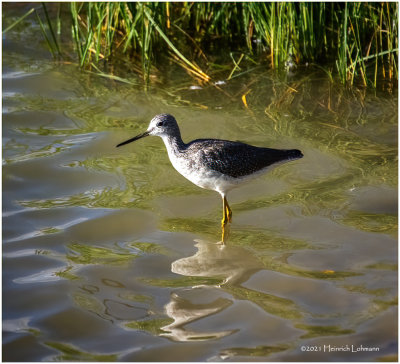 K4226604-Greater Yellowlegs.jpg