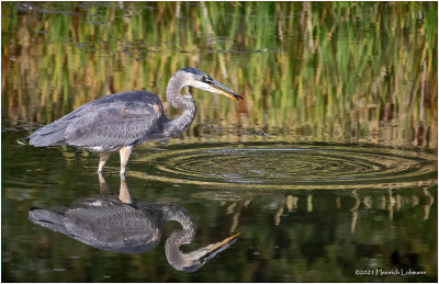 K4226765-Great Blue Heron.jpg