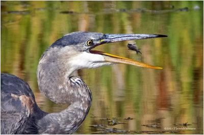 K4226767a-Great Blue Heron.jpg