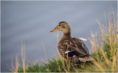 K4226900-Blue-Winged Teal-female.jpg