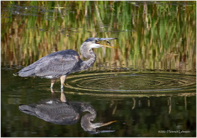 K4226767-Great Blue Heron.jpg