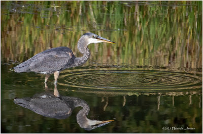 K4226768-Great Blue Heron.jpg