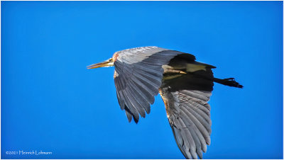 K4226656-Great Blue Heron.jpg