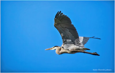 K4226657-Great Blue Heron.jpg