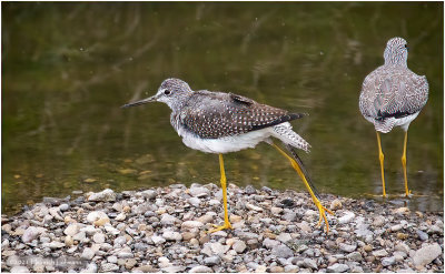 K4226526-Greater Yellowlegs.jpg