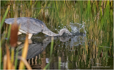 K4226788-Great Blue Heron.jpg