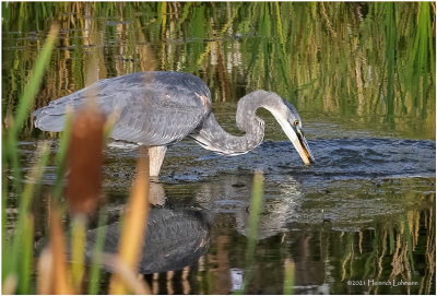 K4226789-Great Blue Heron.jpg