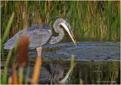 K4226790-Great Blue Heron.jpg