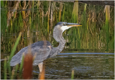 K4226791-Great Blue Heron.jpg