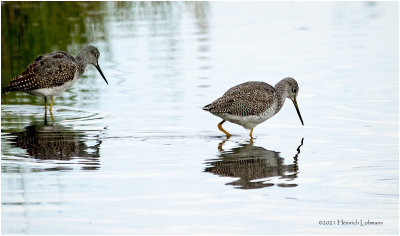 K3306409-Greater Yellowlegs.jpg