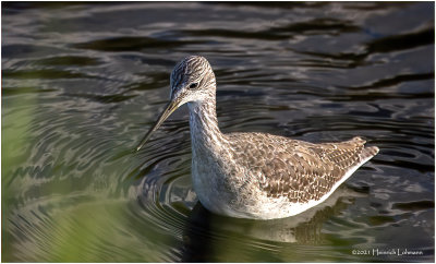 K3306806-Greater Yellowlegs.jpg
