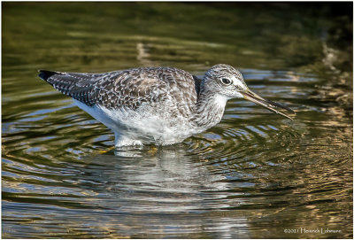 K3306823-Greater Yellowlegs.jpg